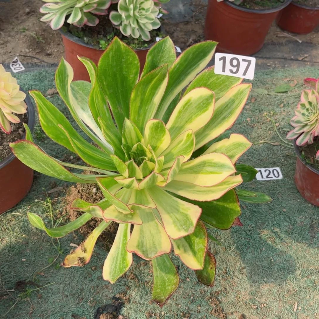 李*华197魅影七彩多肉植物