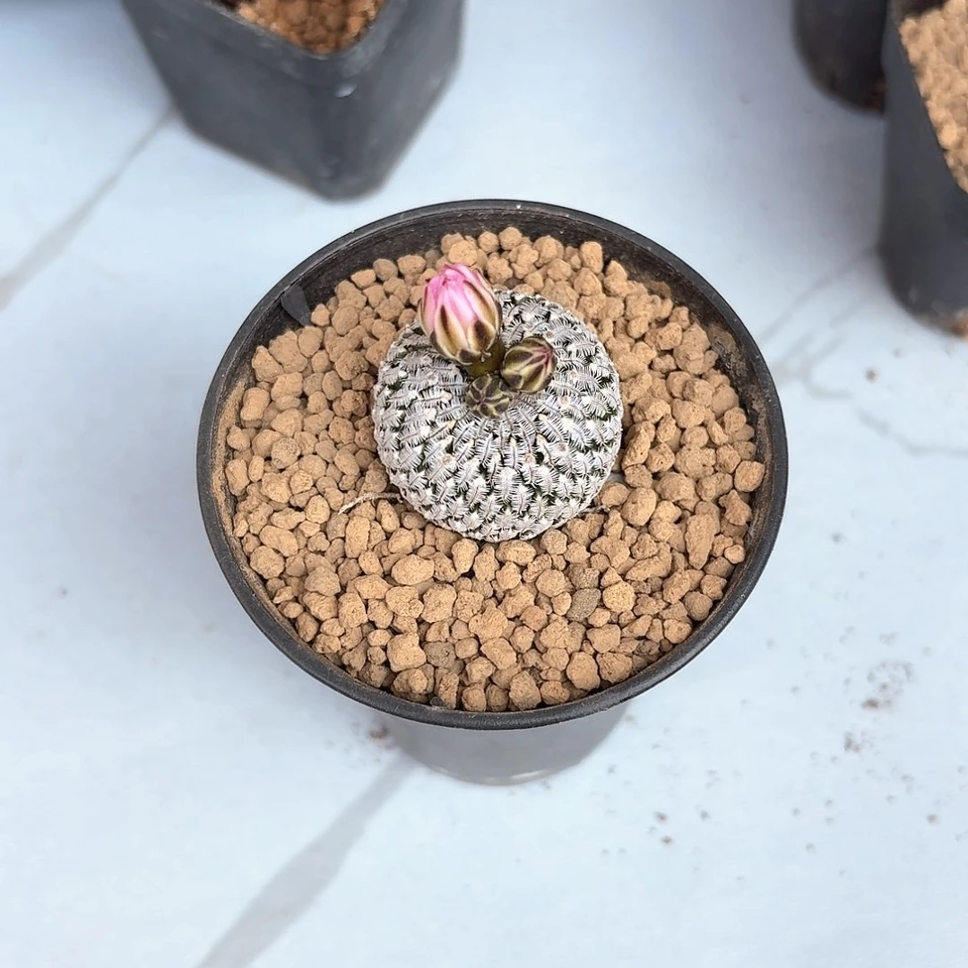 梦****3精巧殿2号仙人球123