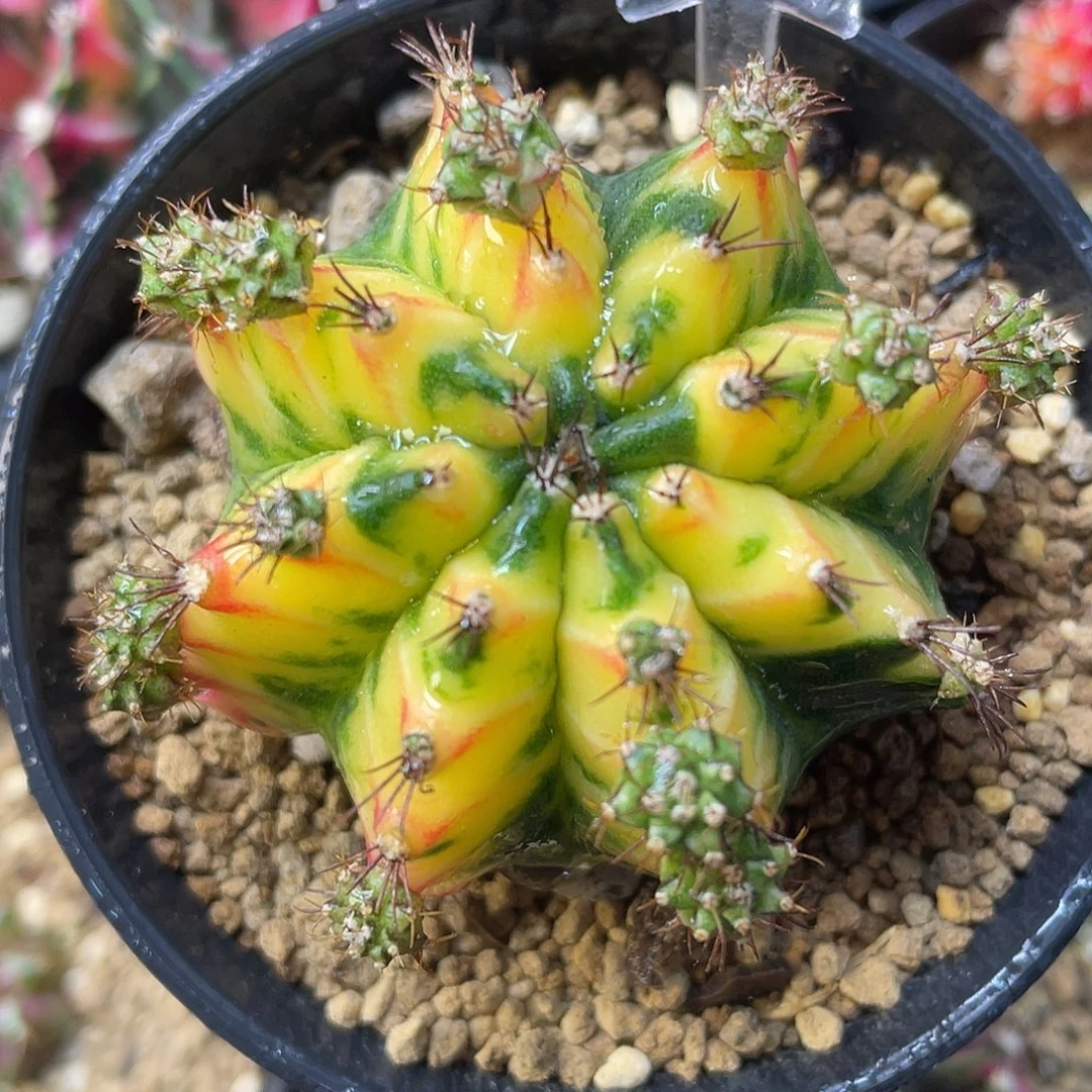 1-196米哈锦5.3厘米