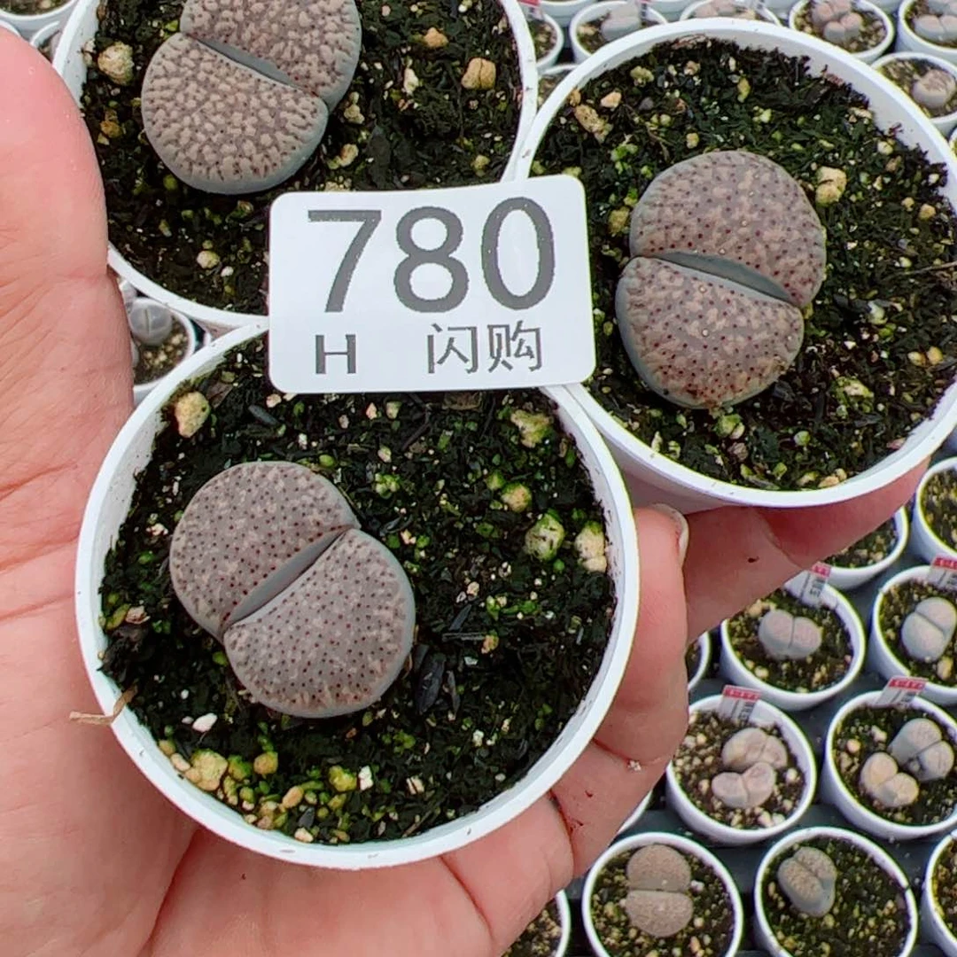 无花朵?***?我很喜欢这个H780