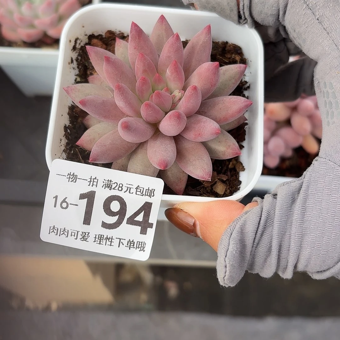 金鱼姬无盆土发货无