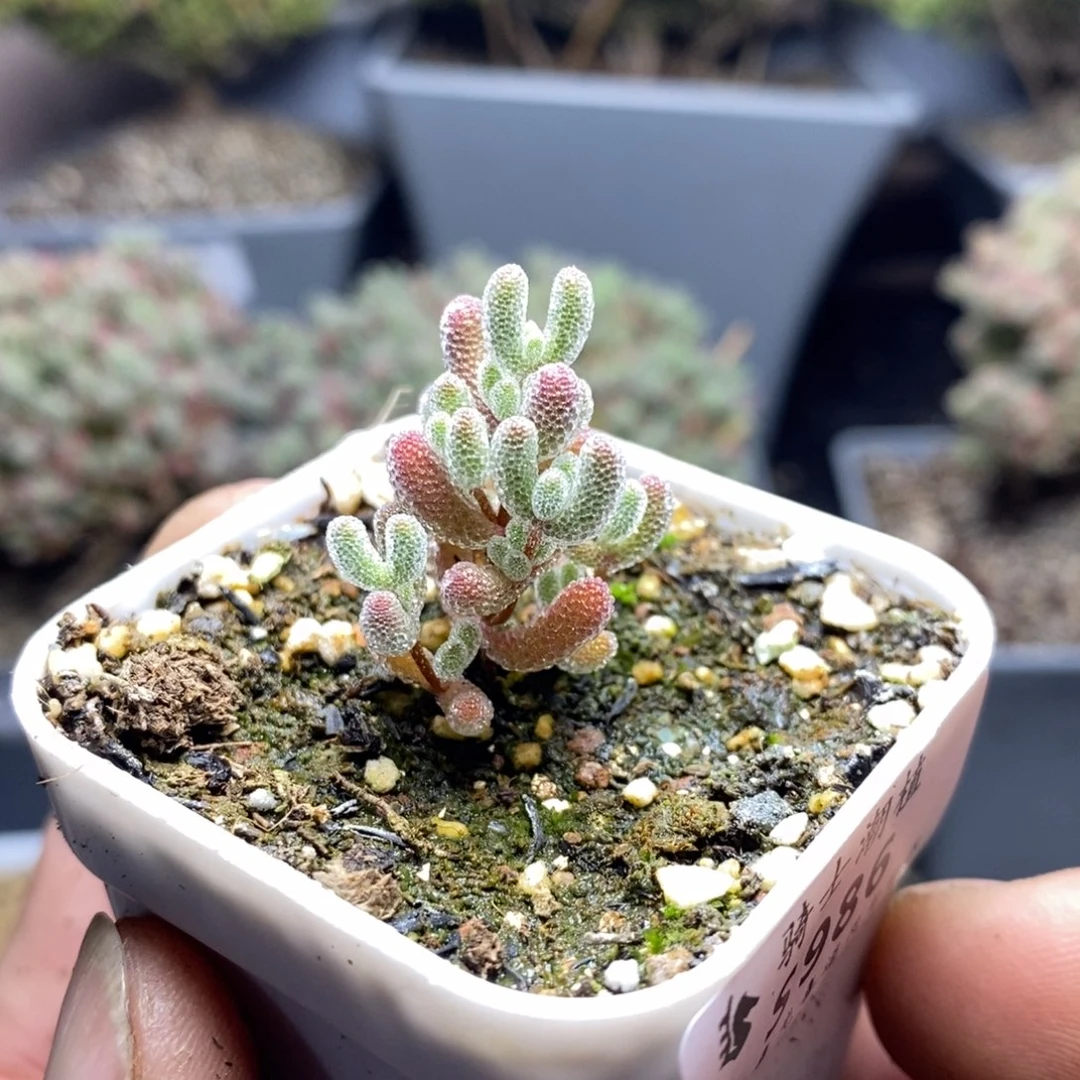 986实生精控优选冰晶