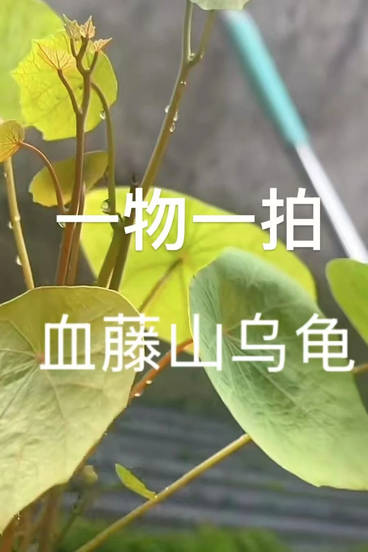 血藤山乌龟金不换直播间一物一拍