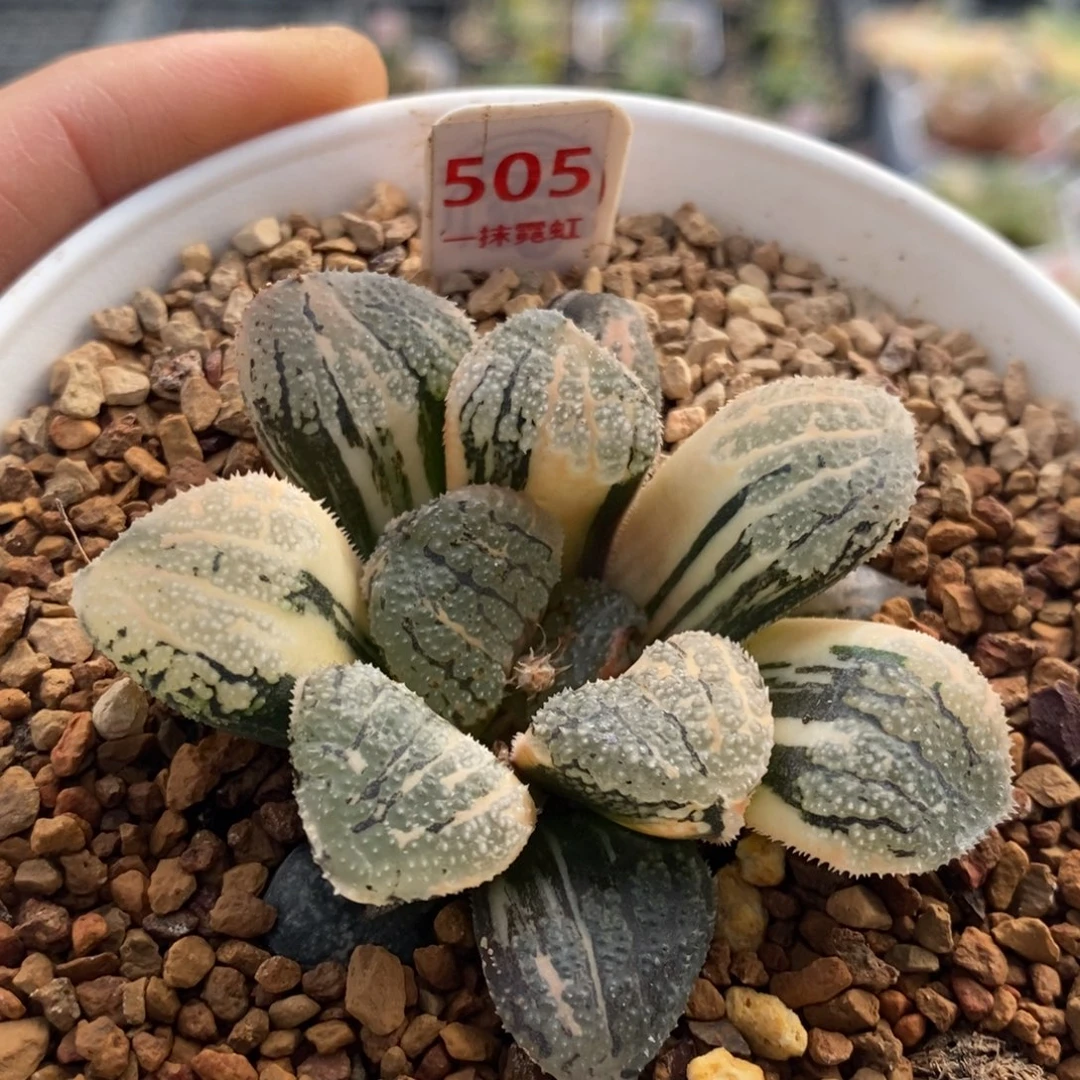 505号魔多寿锦多肉