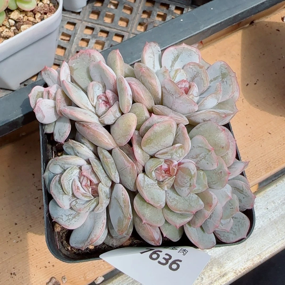 宫花群，7636多肉植物