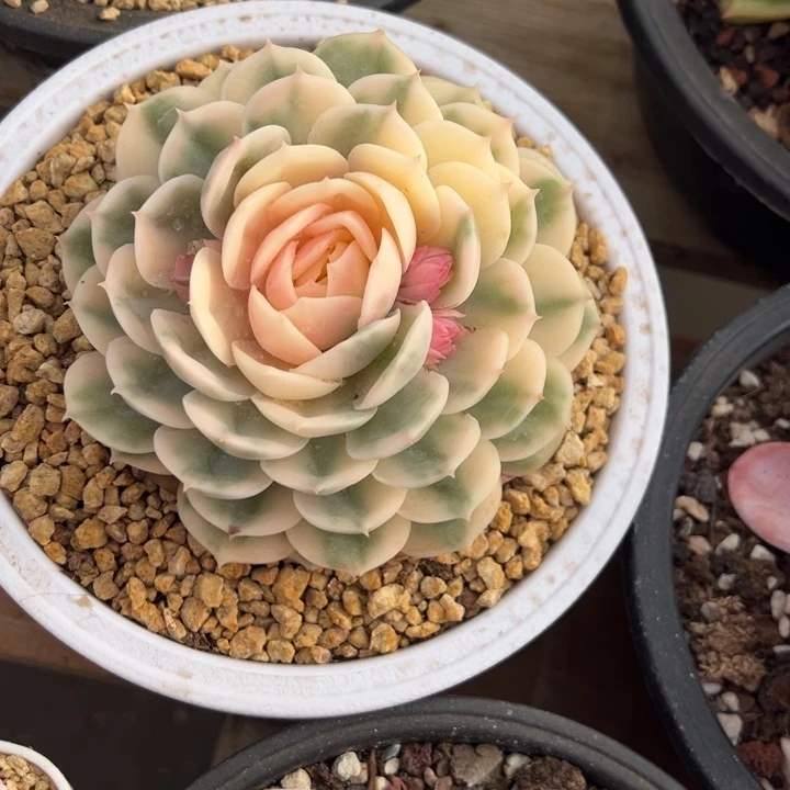 昂斯洛锦 夏鸣园艺