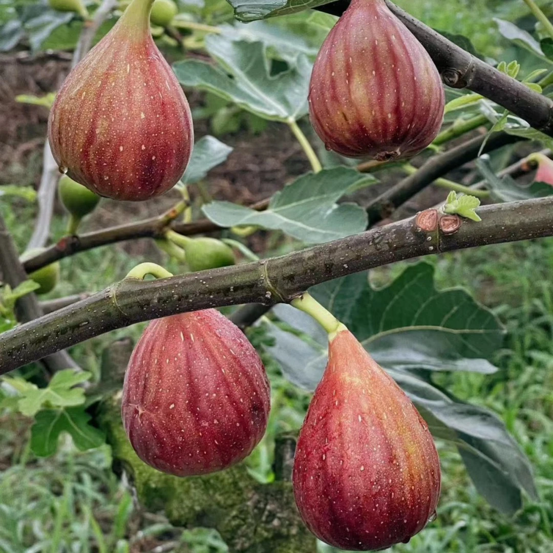 无花果苗树苗盆栽果树苗波姬红日本紫果巴劳耐当年结果紫色波尔多