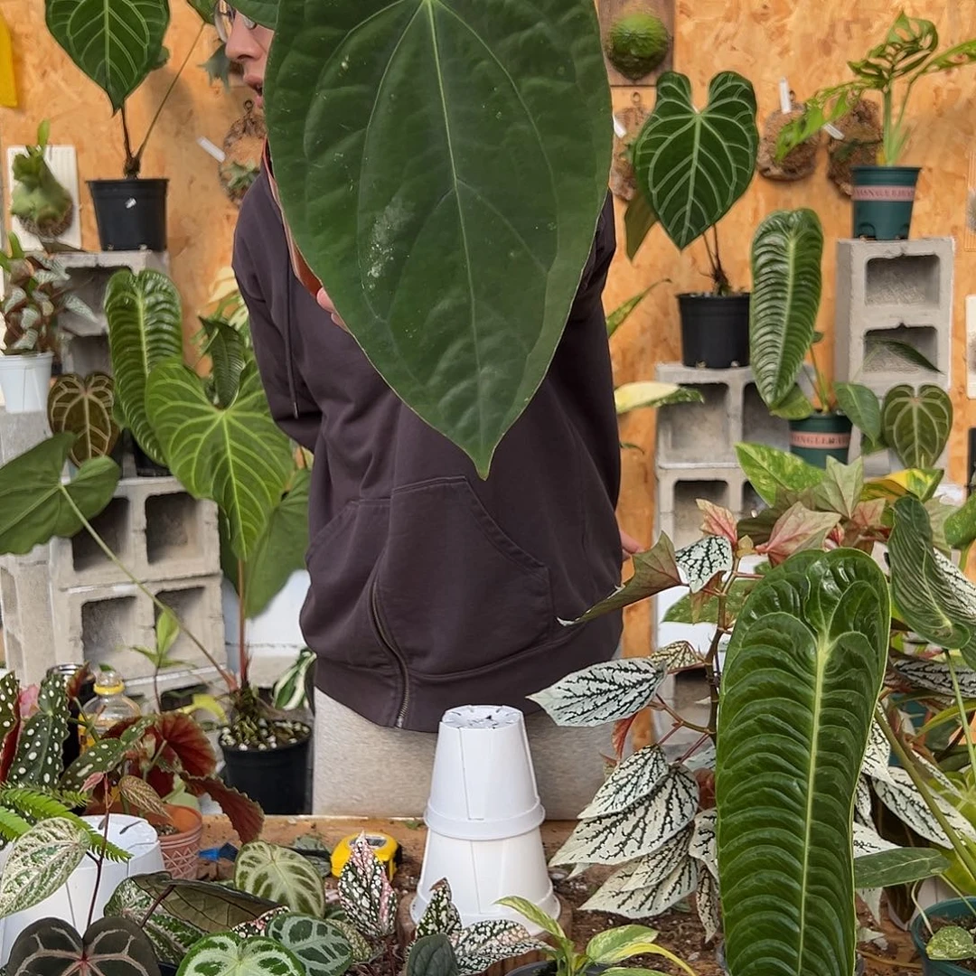 完全开放D18老桩花烛