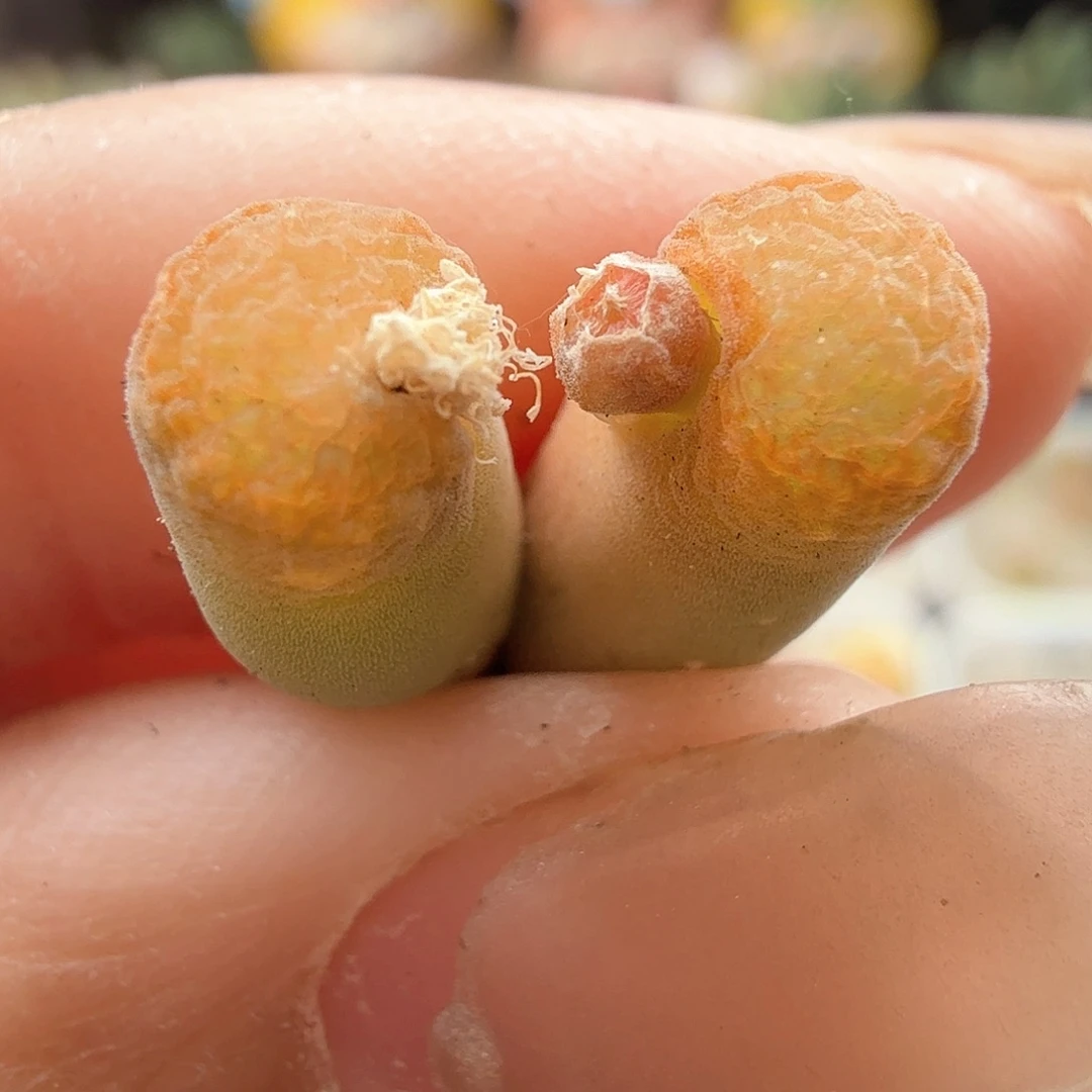 2.19.82/荧光橘小风铃/多肉植物