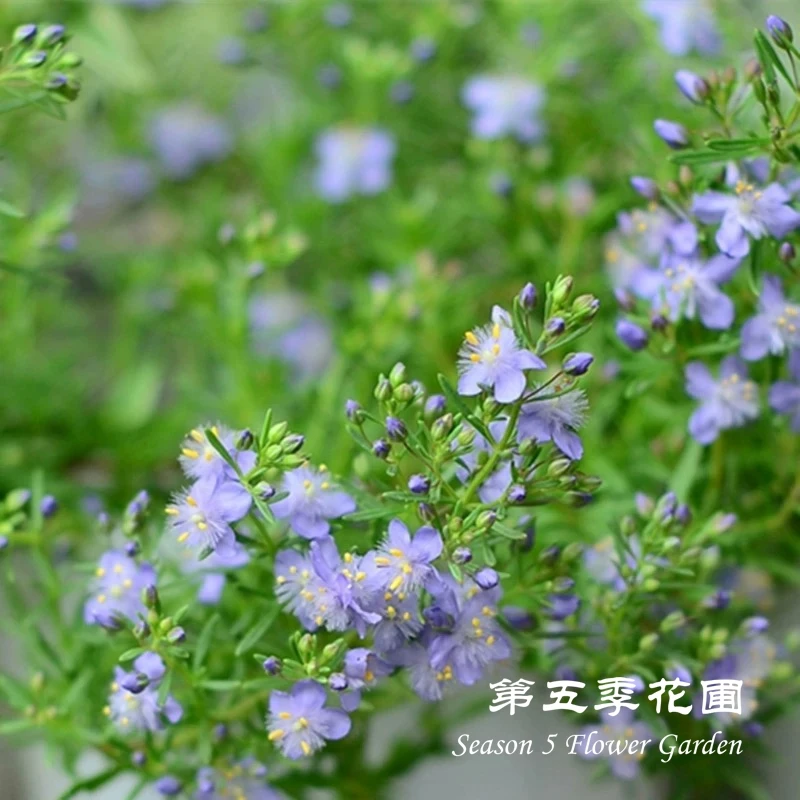 第五季花圃 蓝色哈密瓜地肤 多年生耐寒耐热 春季开花植物盆栽苗