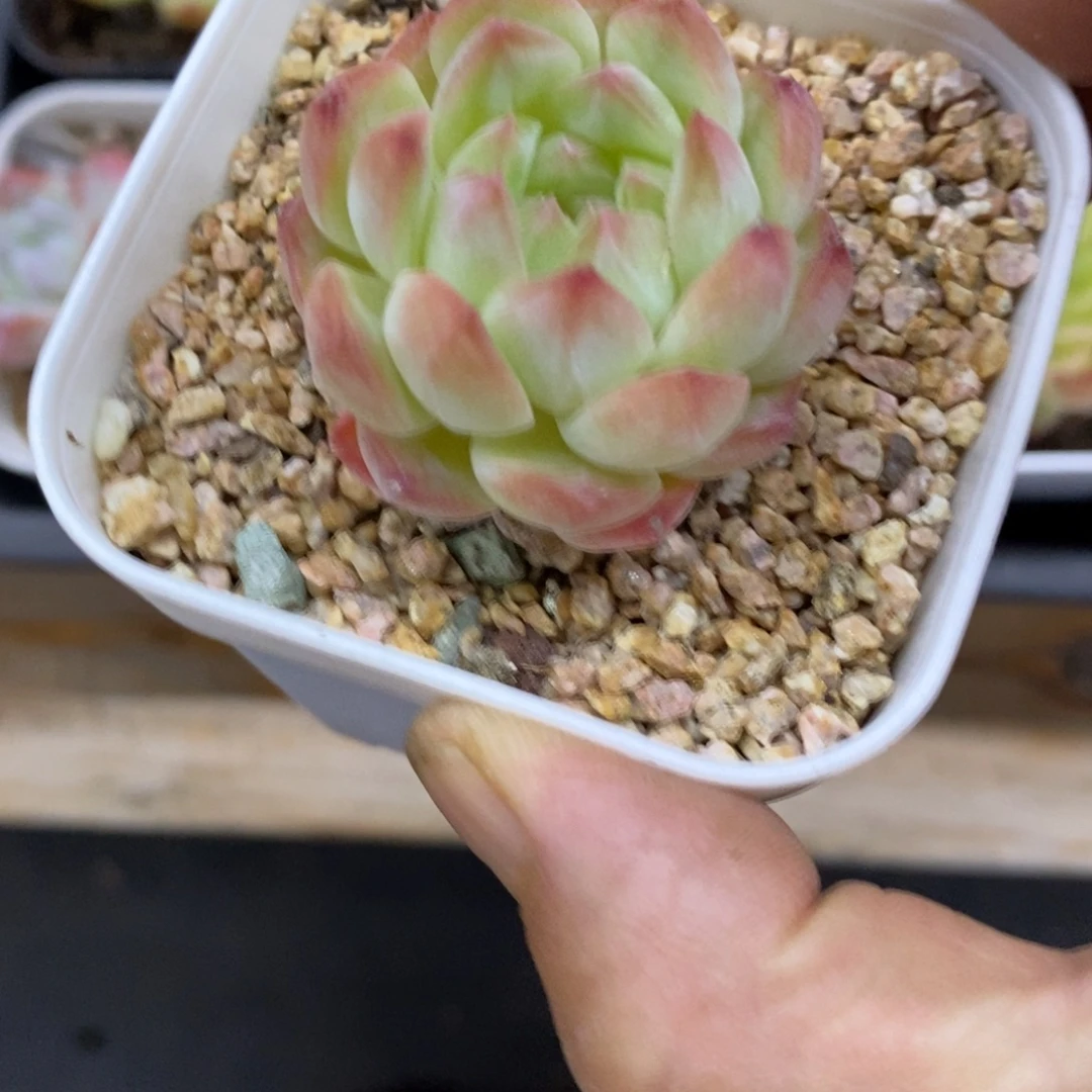 精品多肉一物一拍不包整286