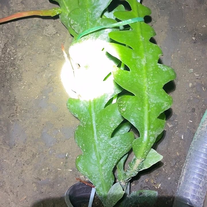 令箭荷花盆栽锯齿湘潭