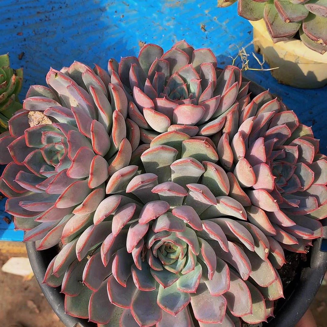 兰***姐   菲欧娜多肉17097