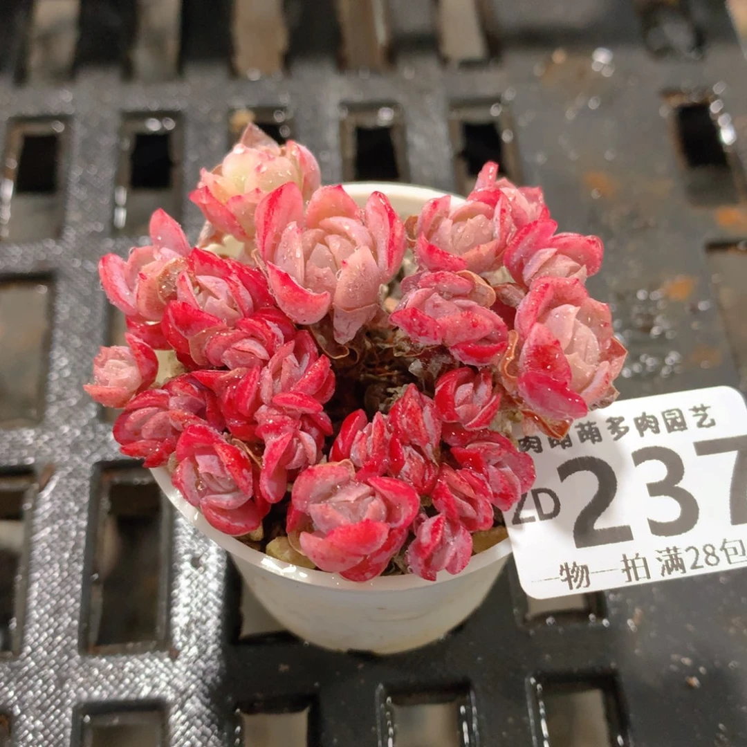 肉萌萌拇指盆精控多肉ZD237