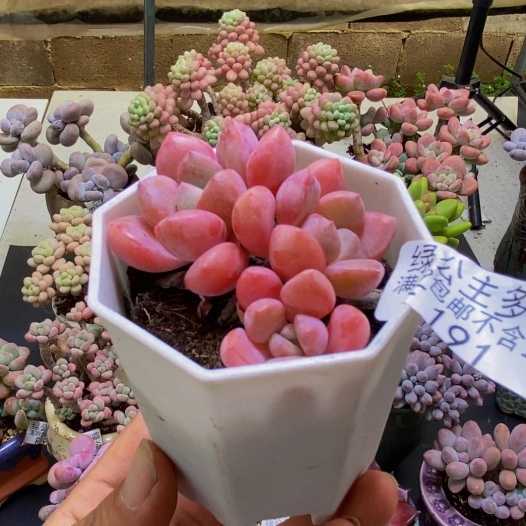 191粉桃花6cm多肉