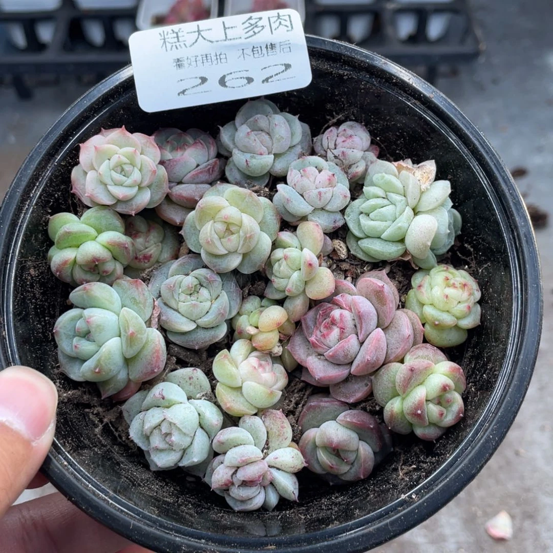 云糖心多肉植物262