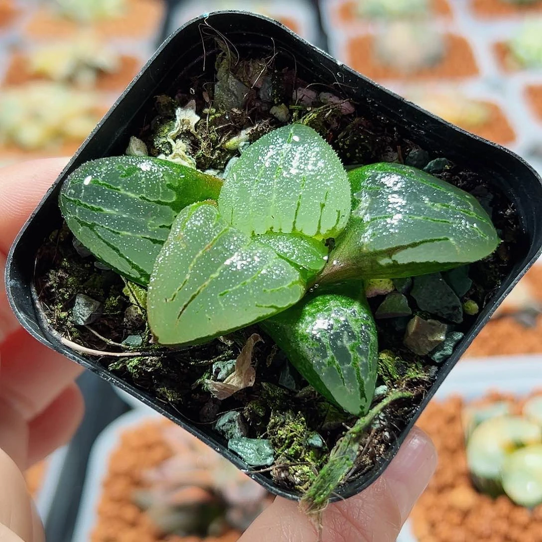 诺阿十二卷多肉植物