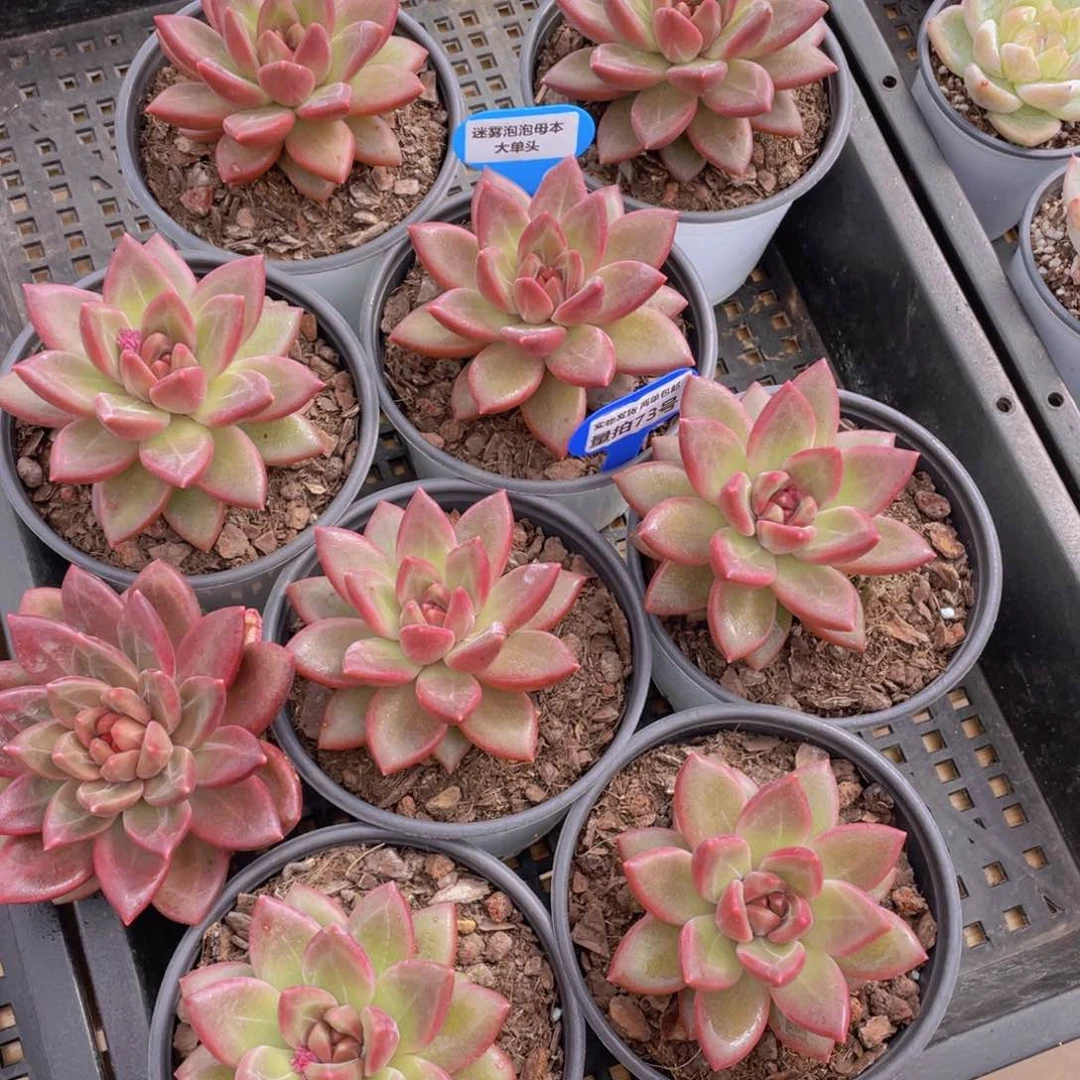 量拍73号 迷雾泡泡母本大单头一个