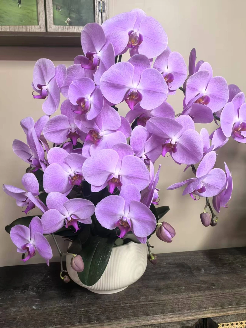 幽梦 大粉花 蝴蝶兰 真花蝴蝶兰室内精品观赏真花