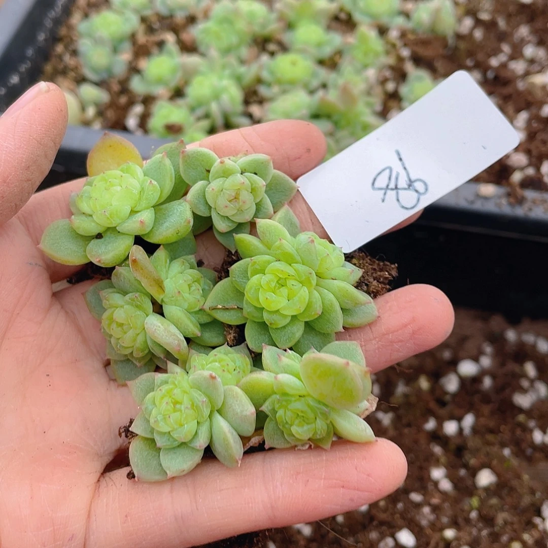 多肉植物多肉植物86