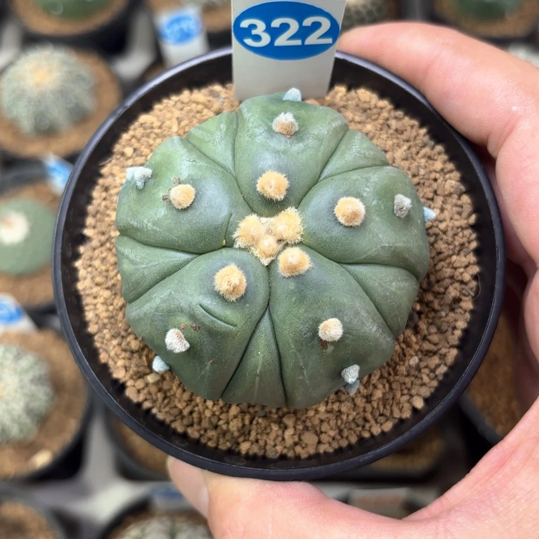 322实生五棱复棱兜