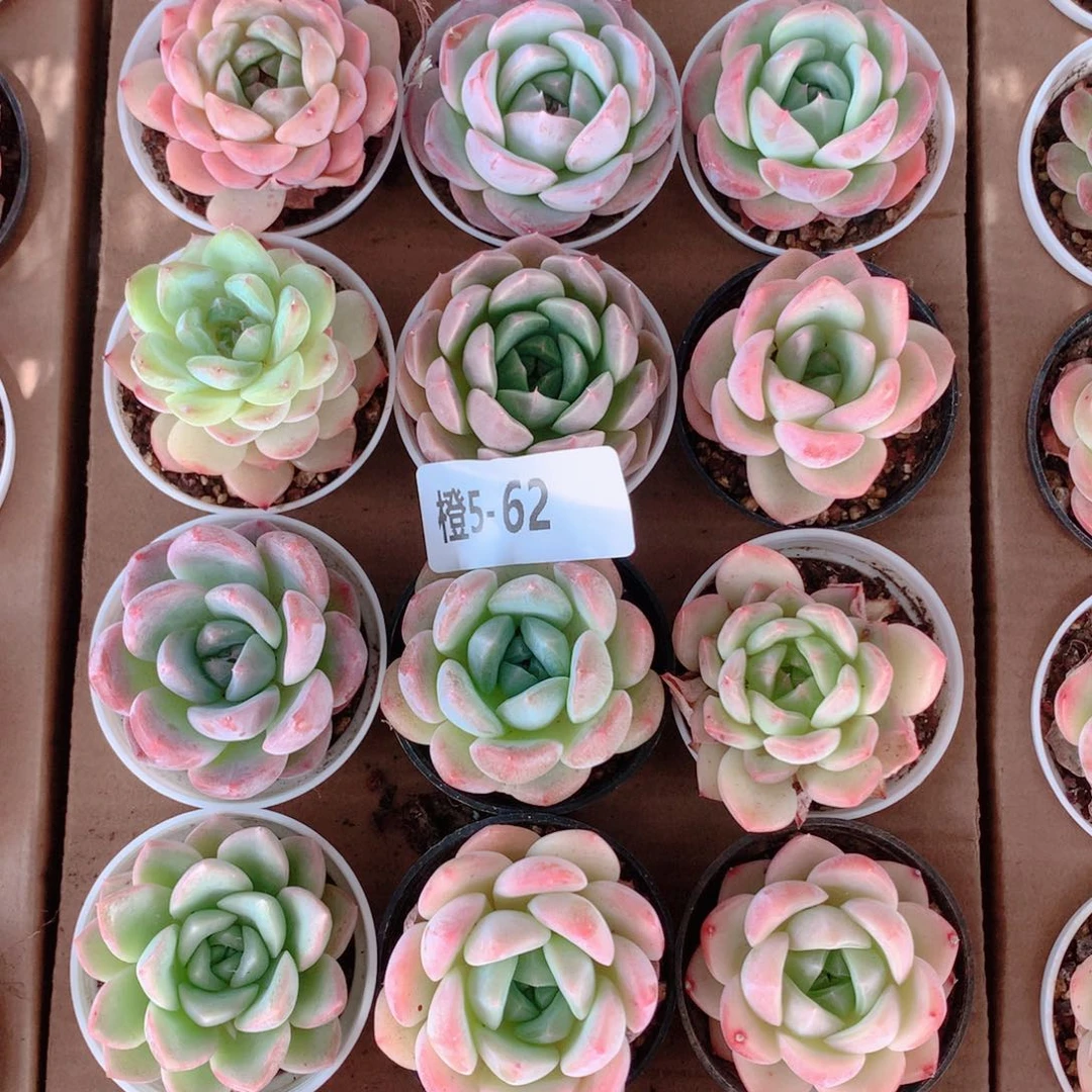 5-62一物一拍带盆18颗