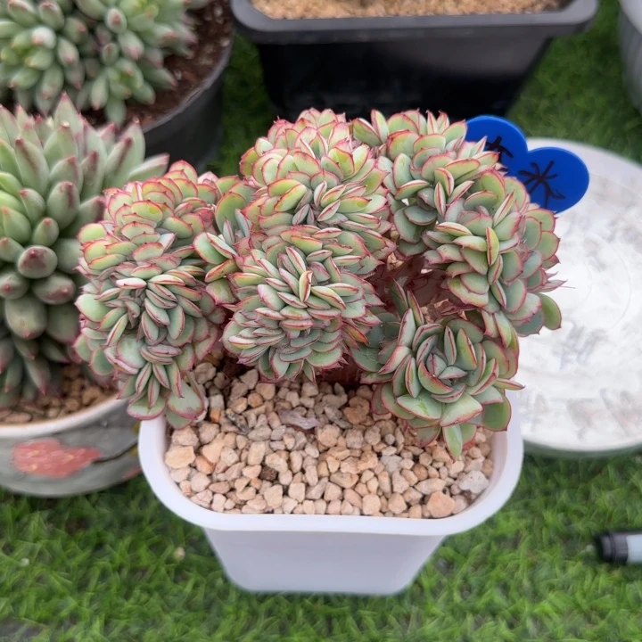 奈***米补差价牡丹亭多肉植物