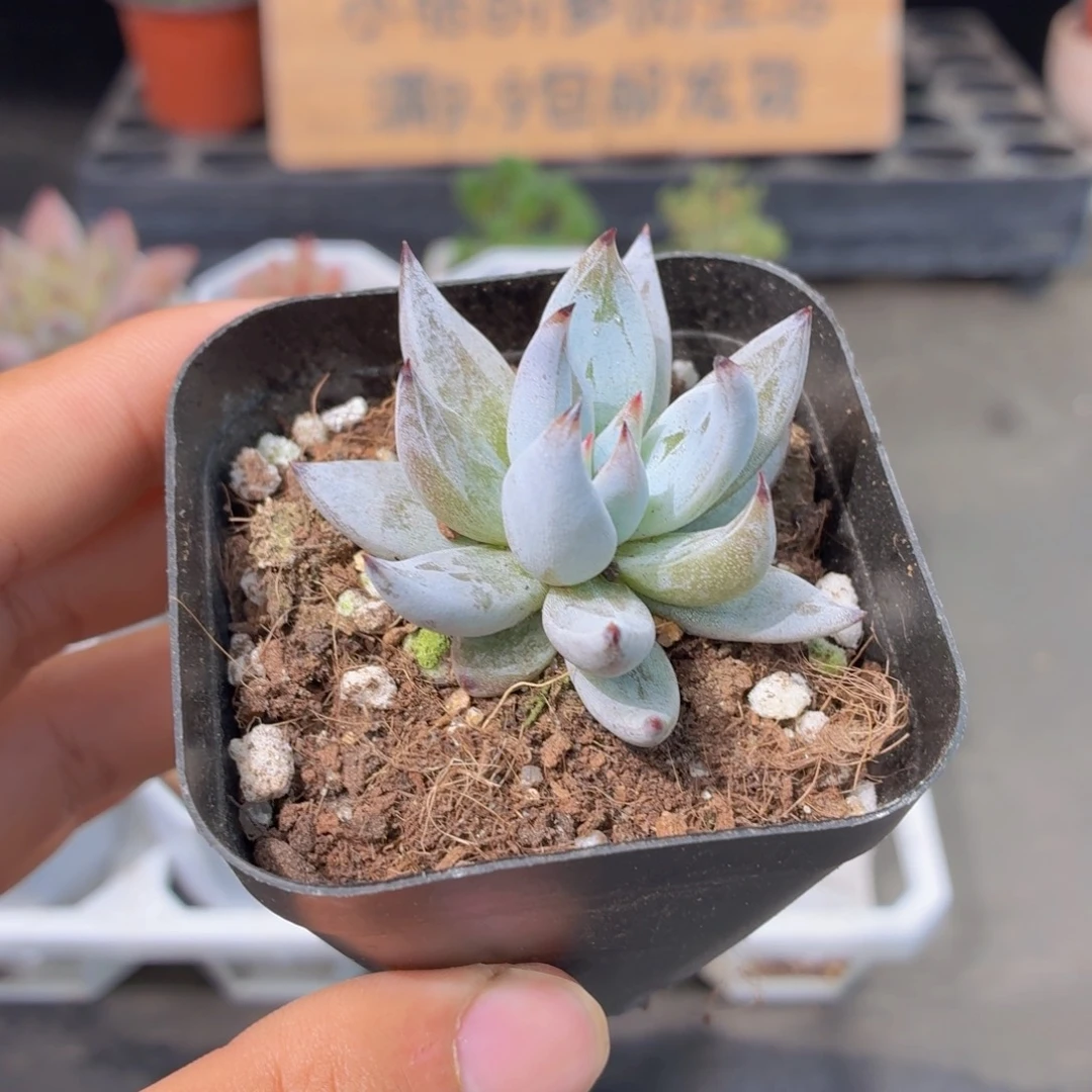 魔爪多肉9.9包邮发货