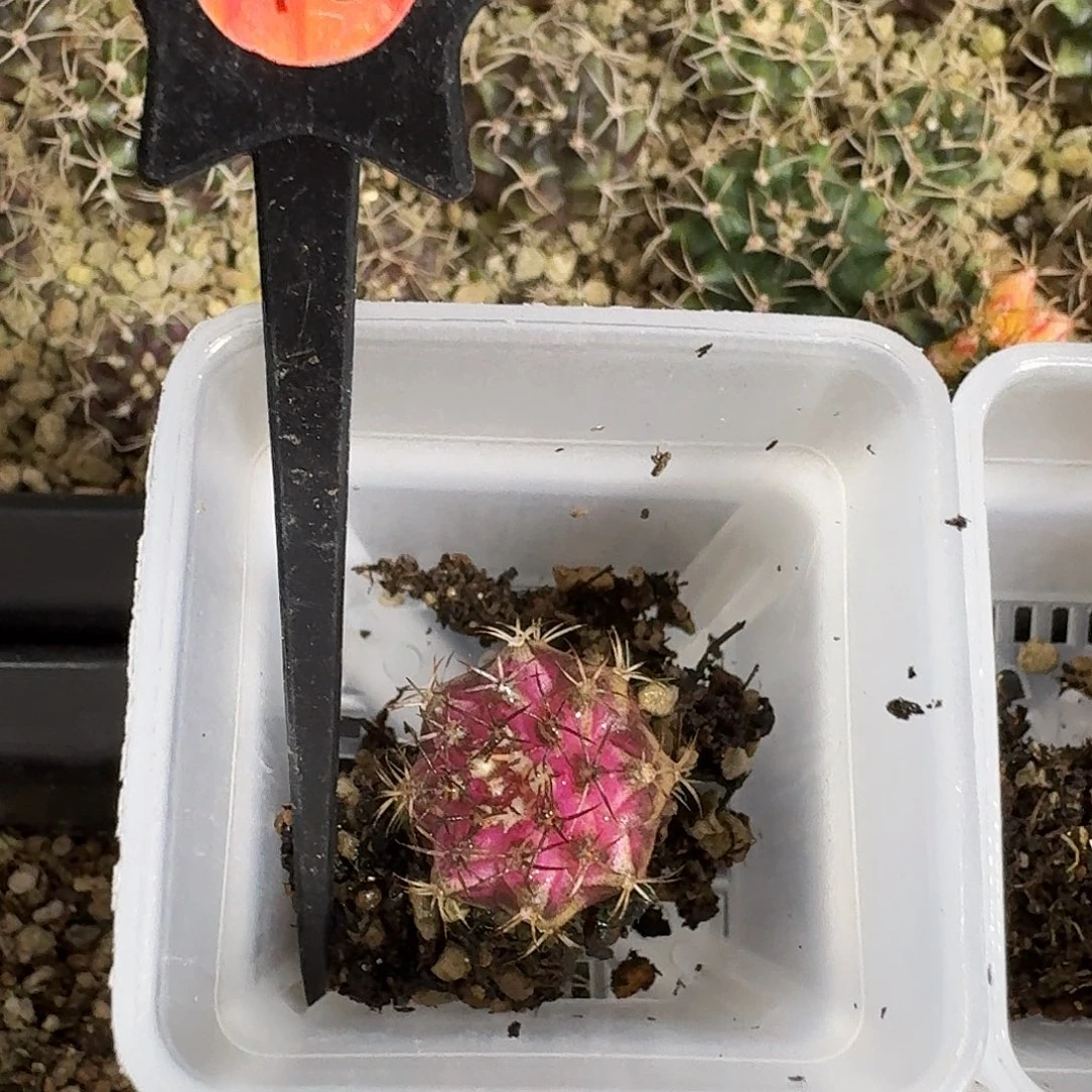 丸***酱米哈实生自然锦16