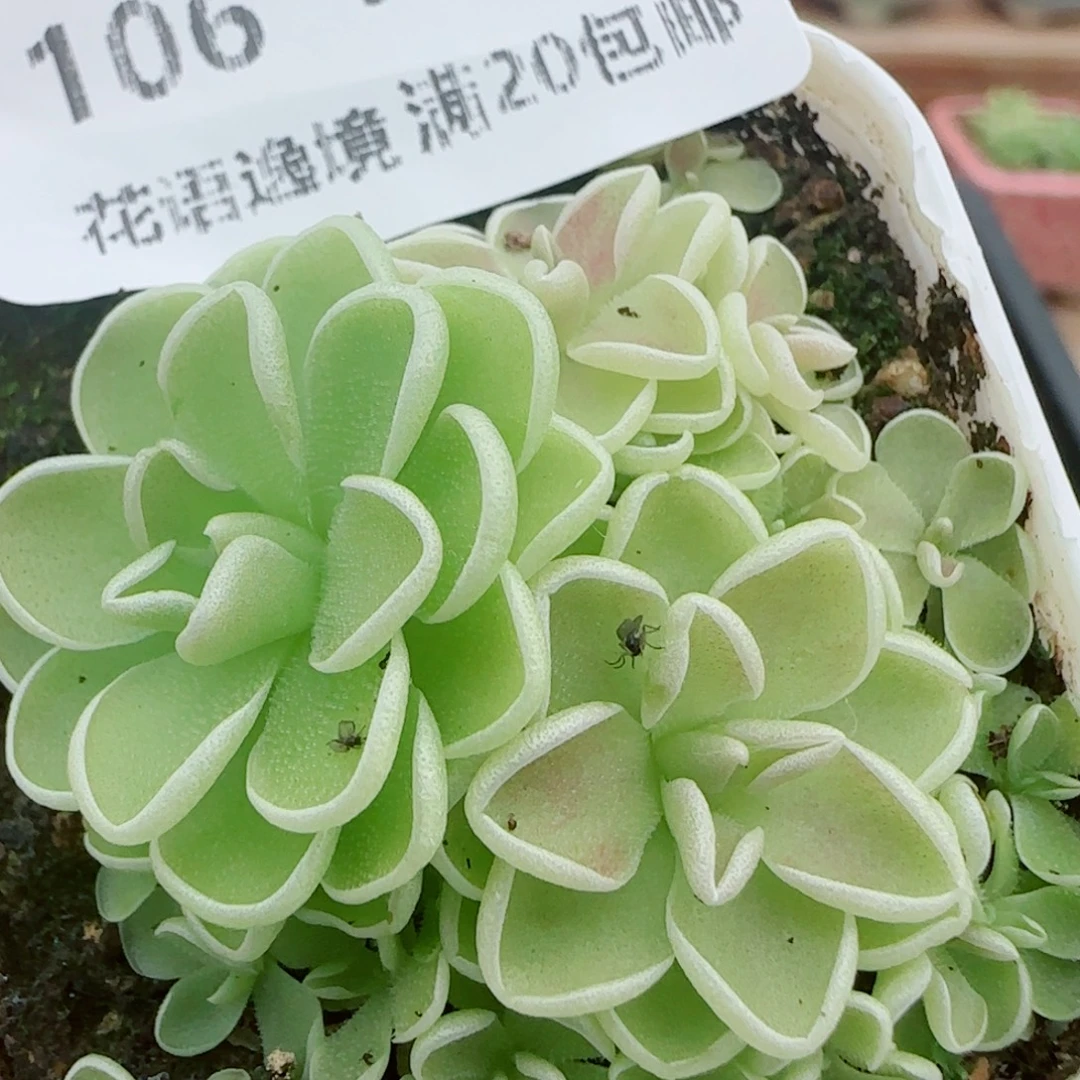 花语逸镜0925-106爱丽丝