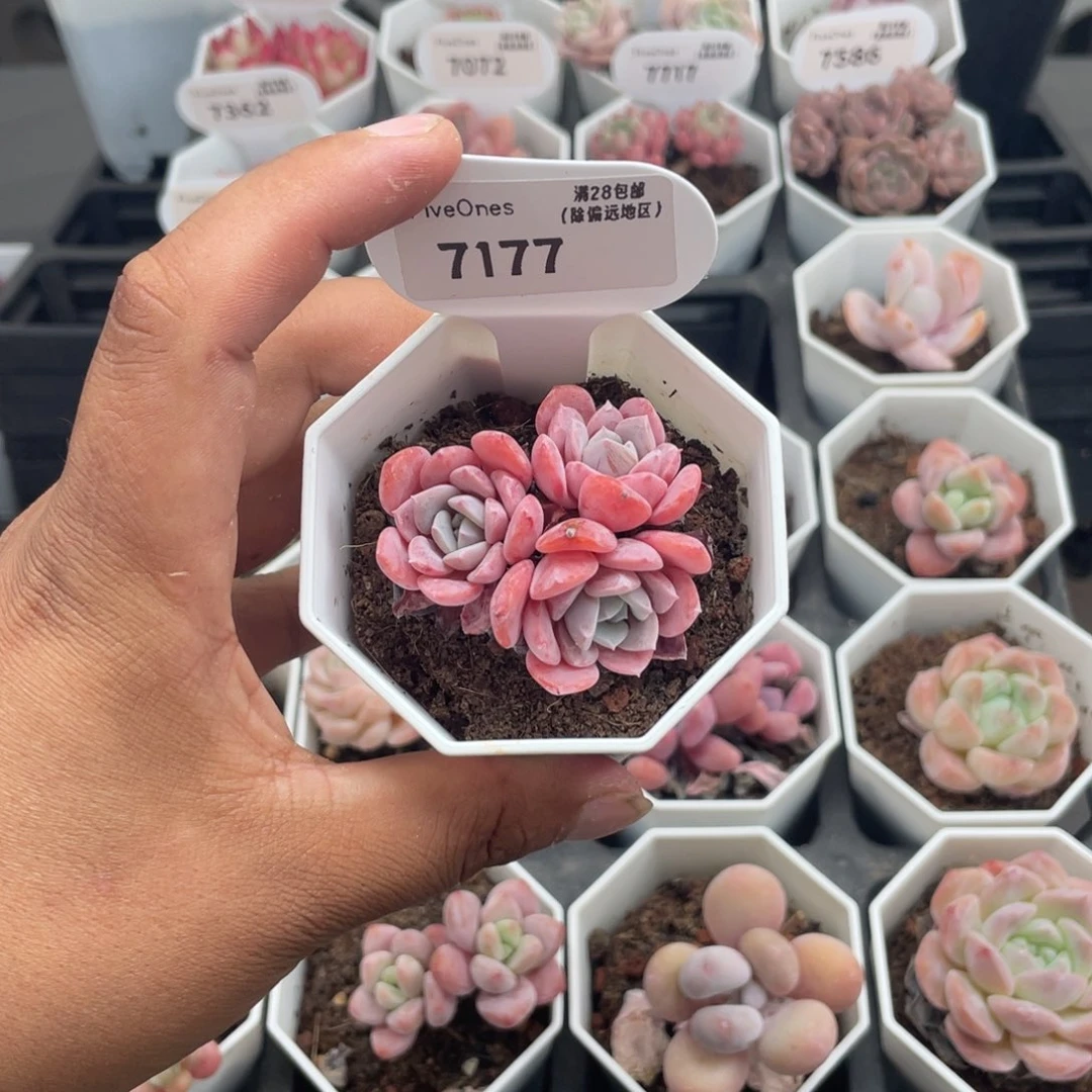7177拉皮4.5厘米