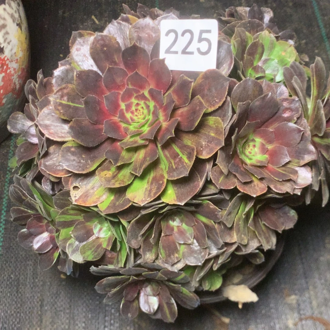 225花多月夜多肉植物