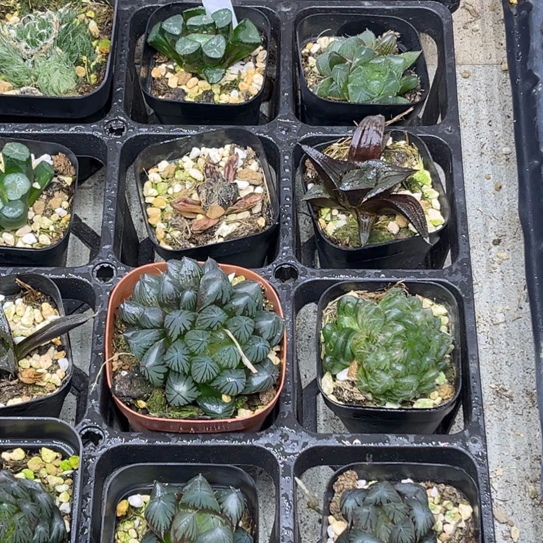 15 脱土包邮8颗福利