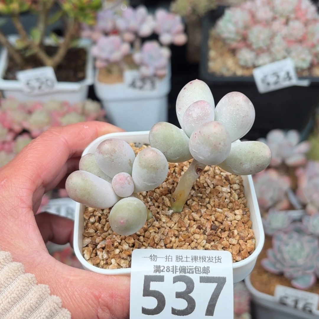 米可奶无盆土发货