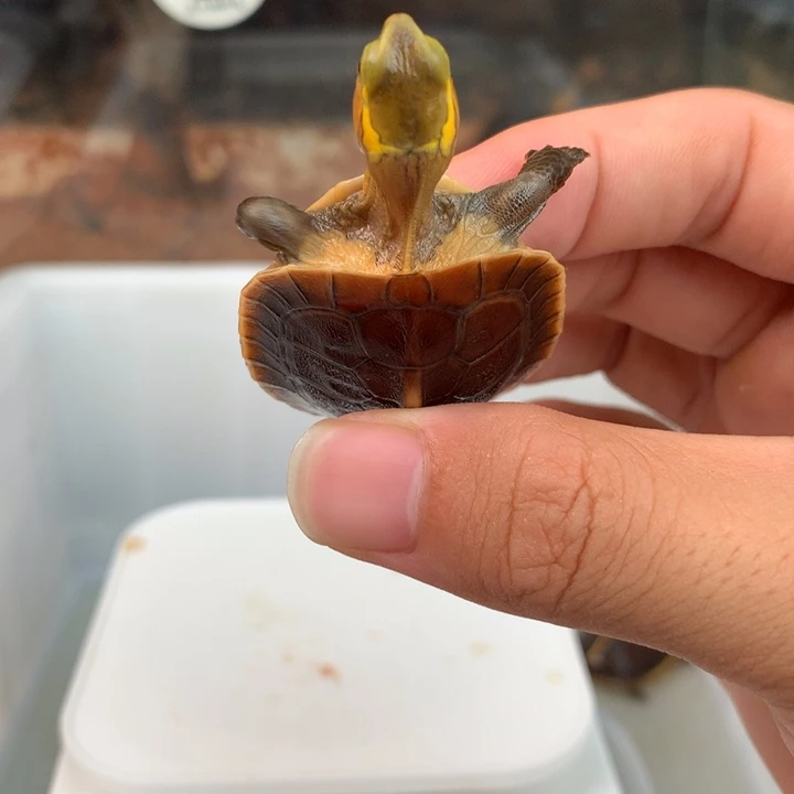 宠物龟母双联安苗，红脸