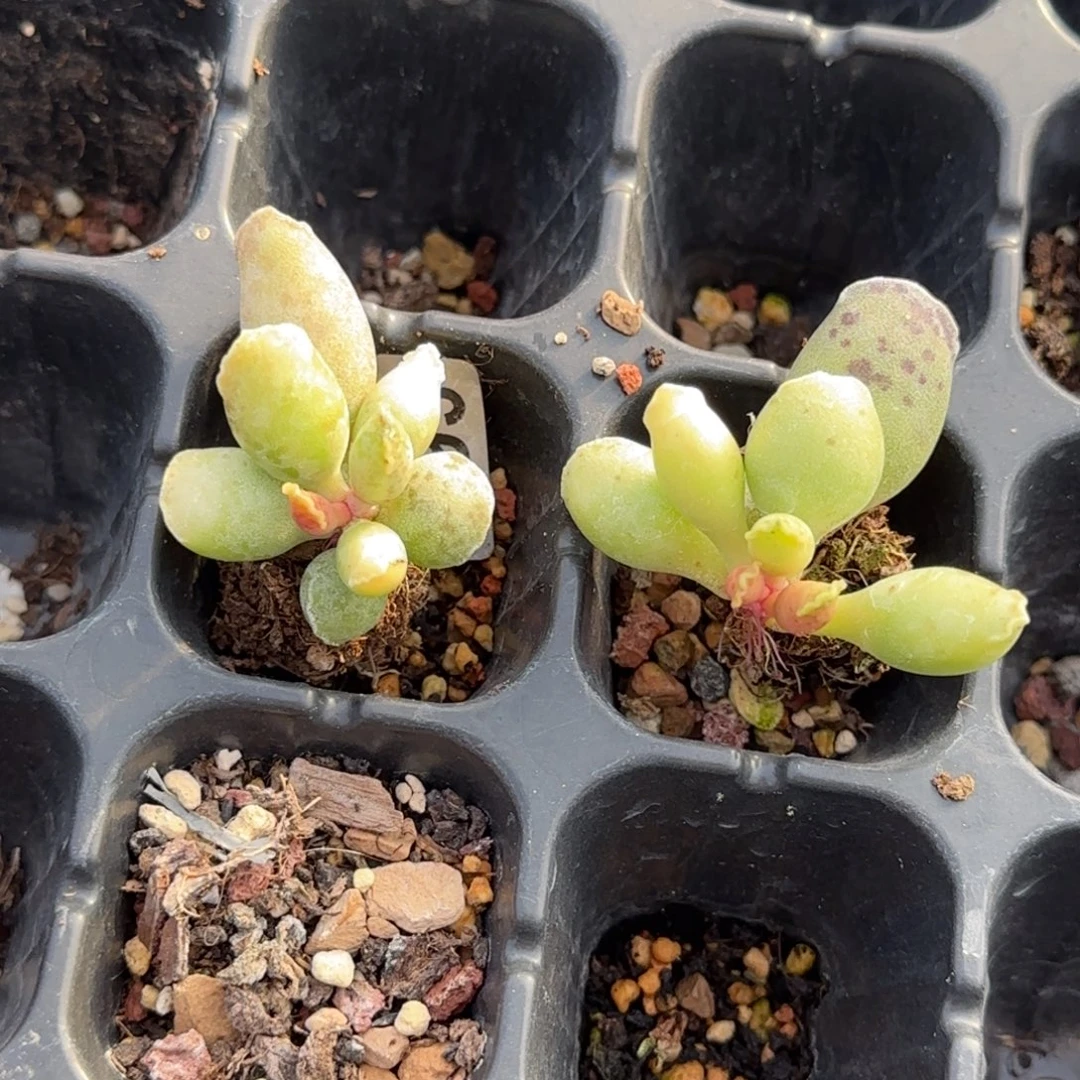 黄金海豹水泡多肉二选一