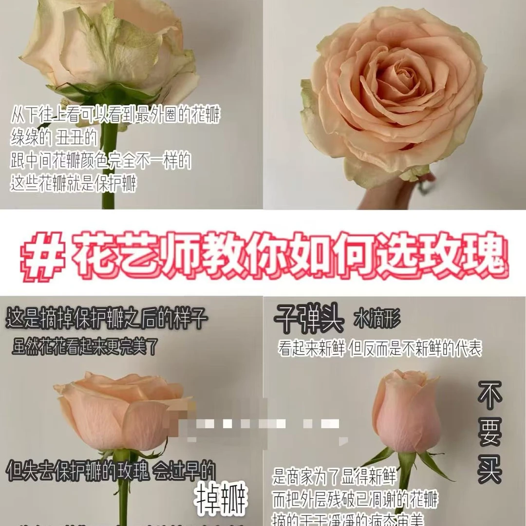 买花前必看养花小知识（无需购买）