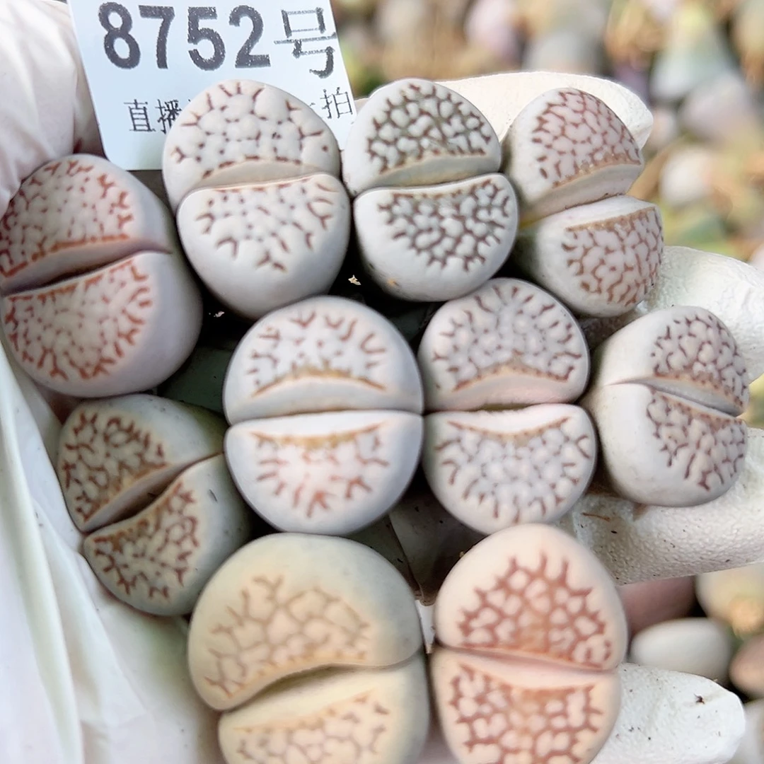 8752 好养易活生石花大母本10个