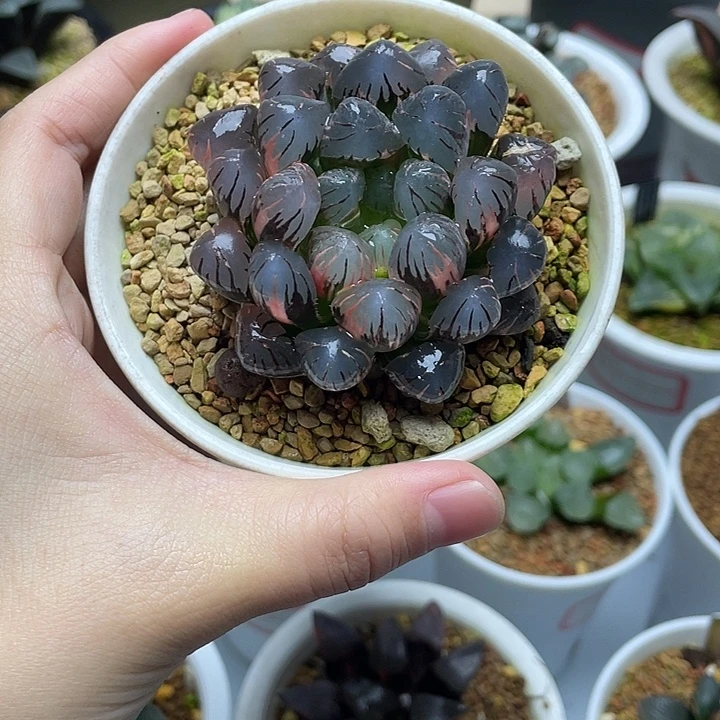 36  潘灯玉露锦十二卷多肉