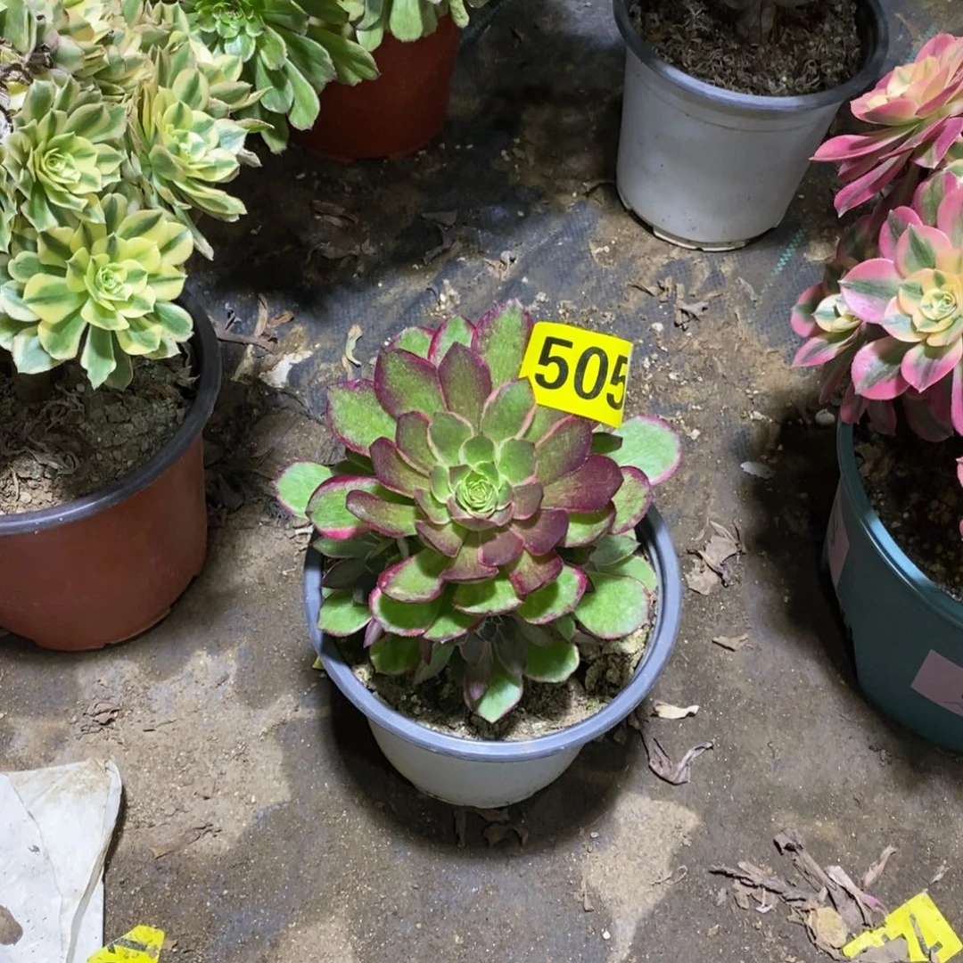 粉花妖多肉法师505