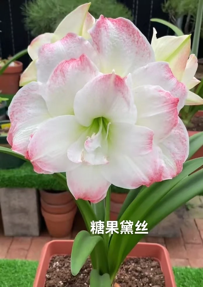 进口朱顶红糖果黛丝《大花重瓣》