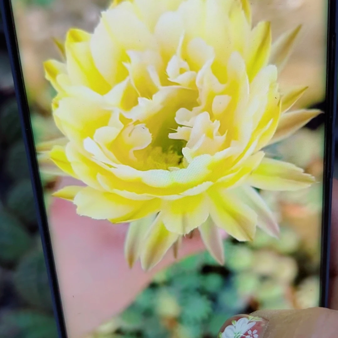 下46彩草144 歪无根侧芽4公分左右20包邮