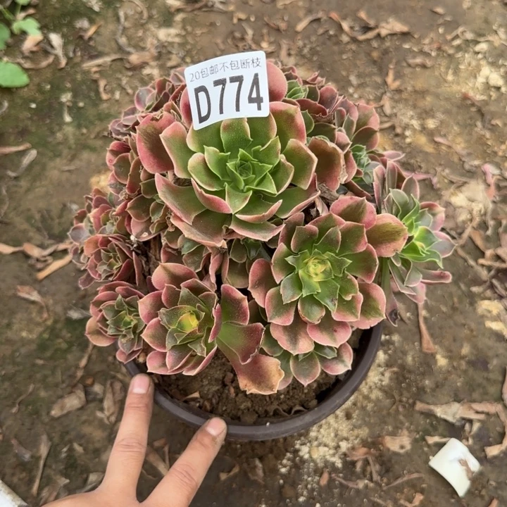 香妃……炖肉……多肉植物……