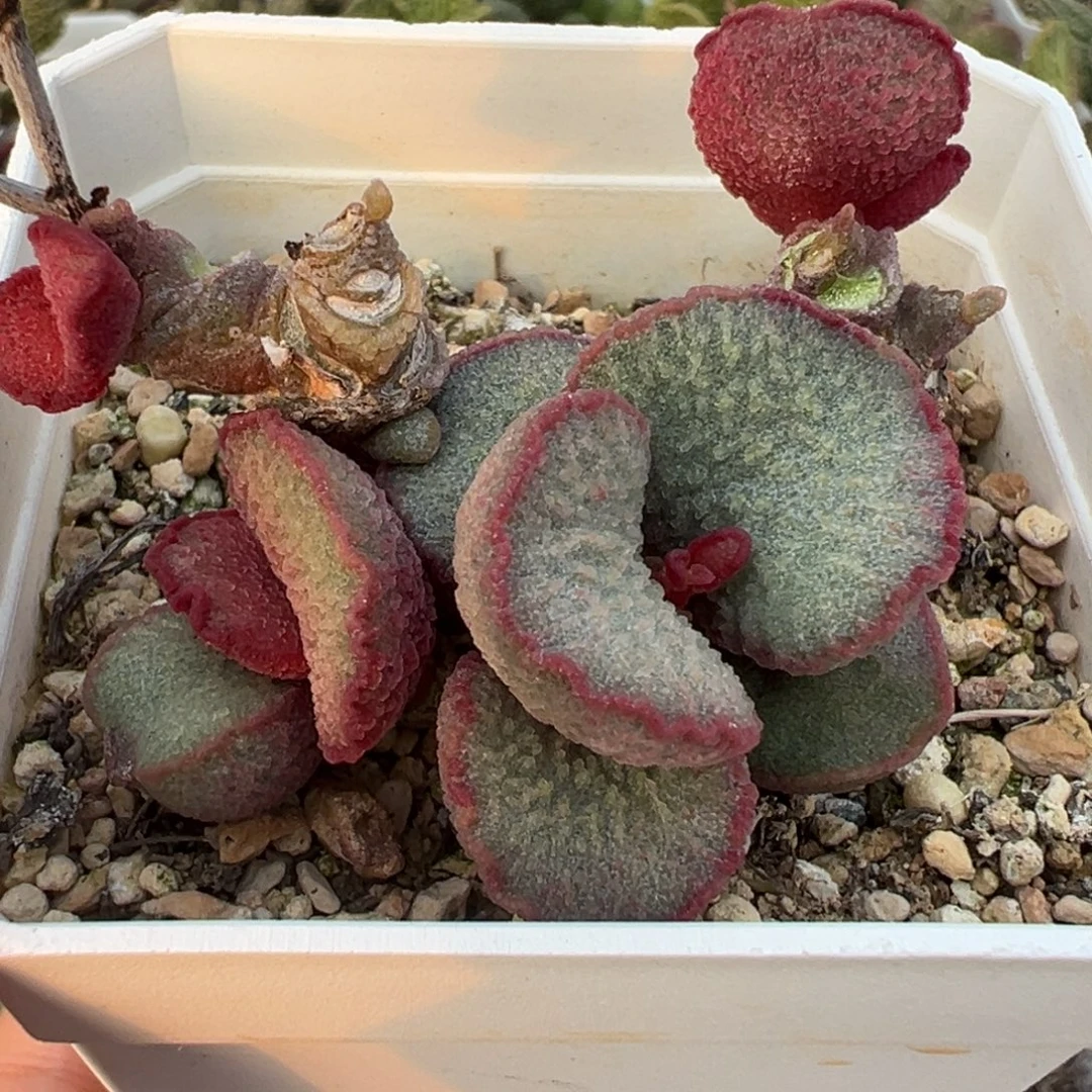 妖姬老桩多肉植物水泡多肉植物