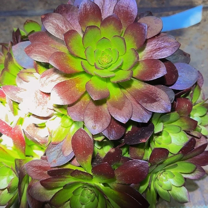 新品种桃花石捧花亏本福利