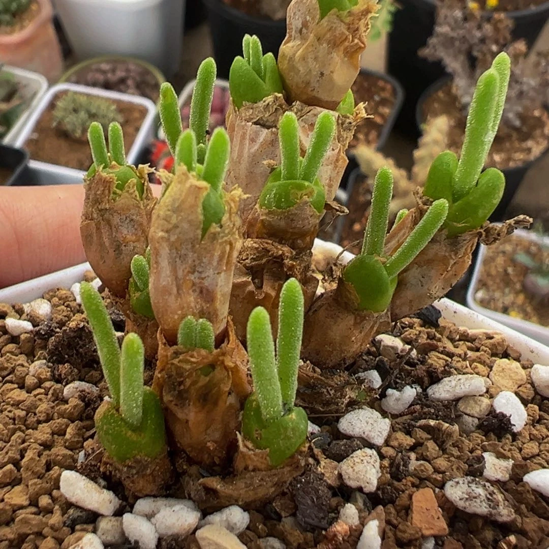 碧光环兔耳朵带盆