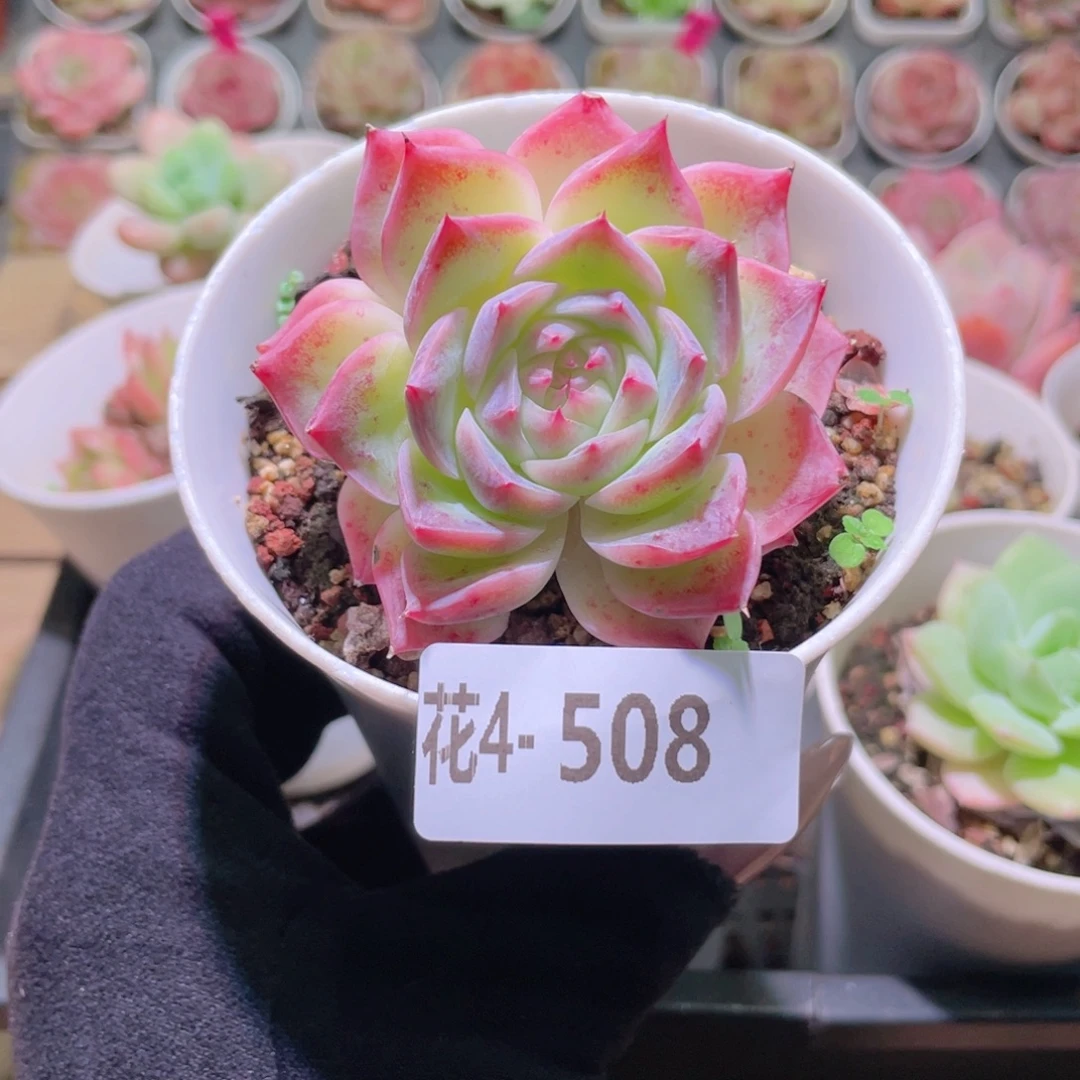 花利美4-508孤星  不包整