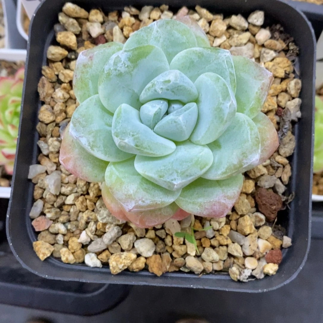 精品多肉一物一拍不包整132
