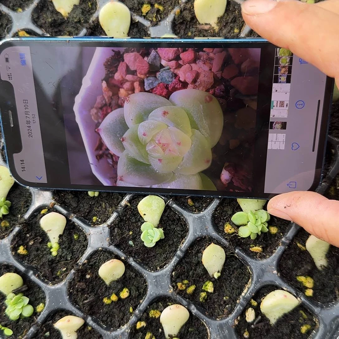 糖财富2 芝麻一个满25包邮