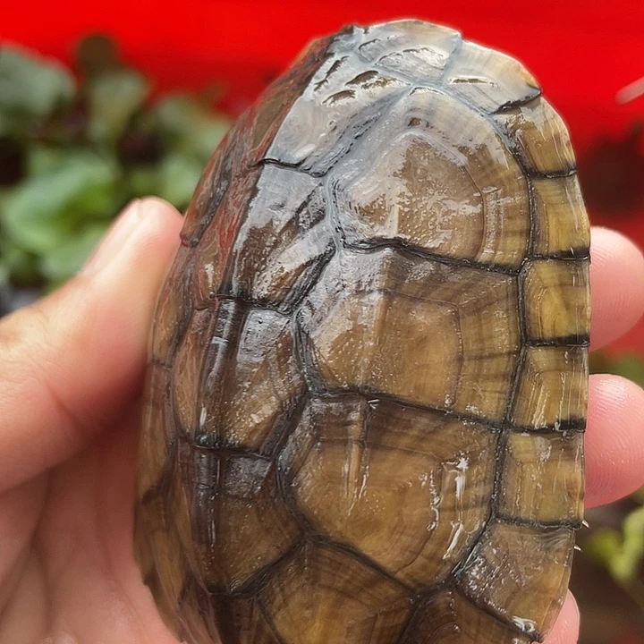 不分公母宠物龟小青